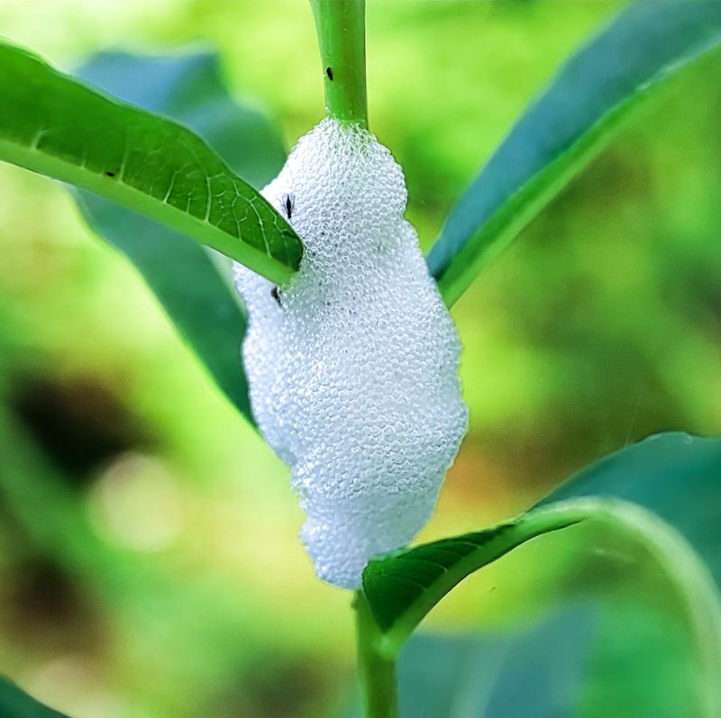 The Foam Is Not Really Spit The Foam Is Not Really Spit
