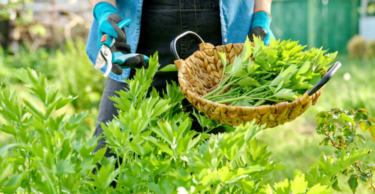 The Forgotten Herb Texas Gardeners Should Consider Growing