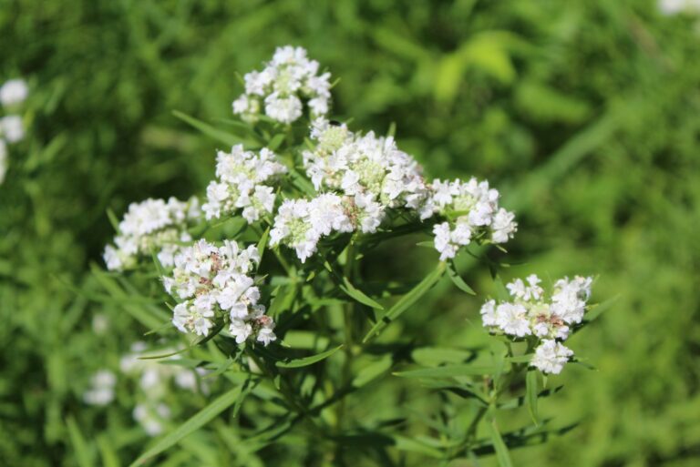 mountain mint