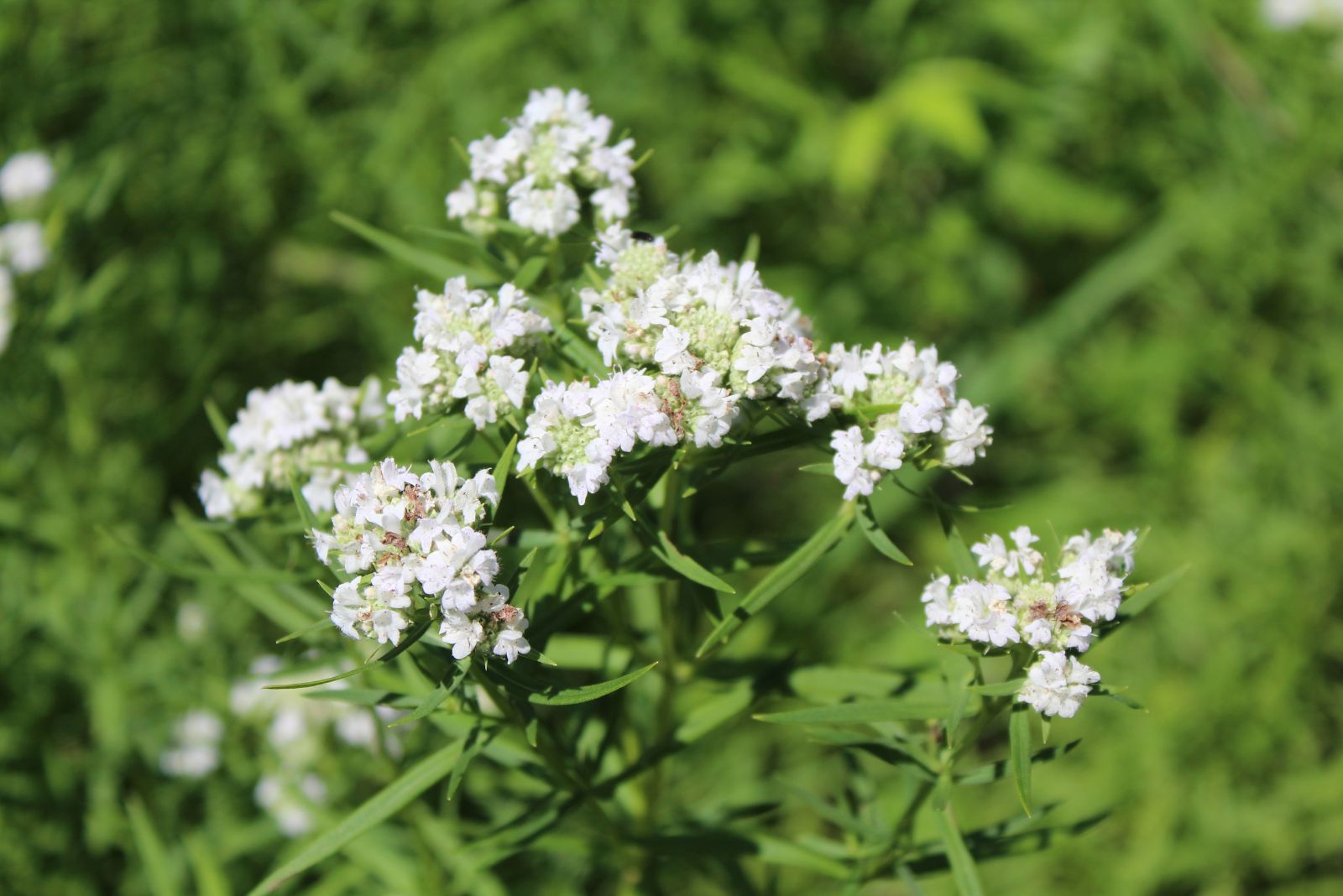 mountain mint
