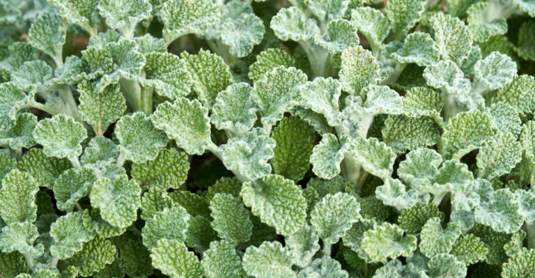 The Forgotten Herb That Maryland Gardeners Are Rediscovering