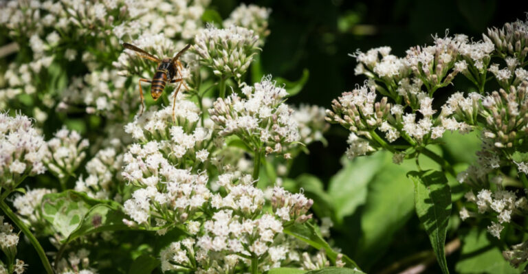 The Forgotten Native Plant That Deserves A Spot In Your New Jersey Garden Again