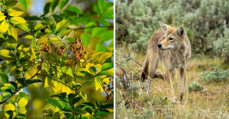 northern prickly ash and coyote