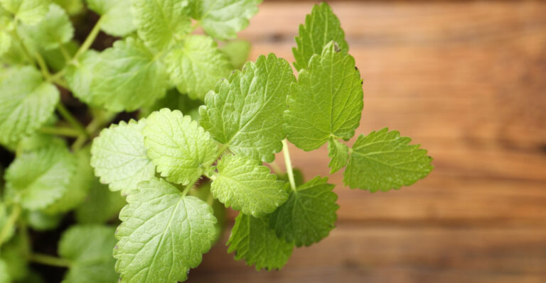 The Forgotten Pennsylvania Porch Plant That Makes Gnats Less Welcome On Summer Evenings