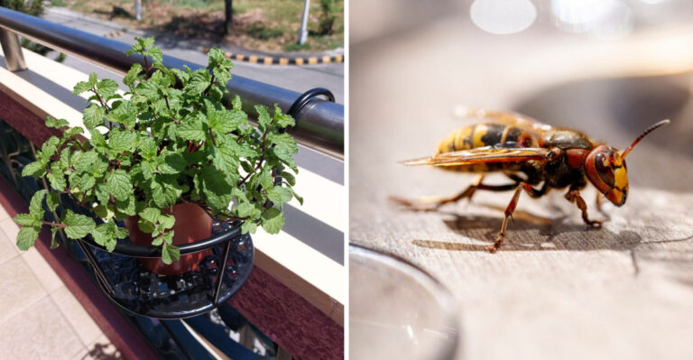 The Forgotten Pennsylvania Porch Plant That Makes Hornets Less Welcome Near Your Front Entry
