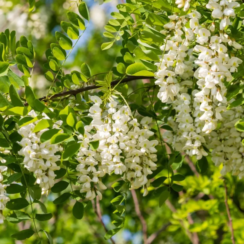 The Fragrant Flowers Can Be Misleading The Fragrant Flowers Can Be Misleading