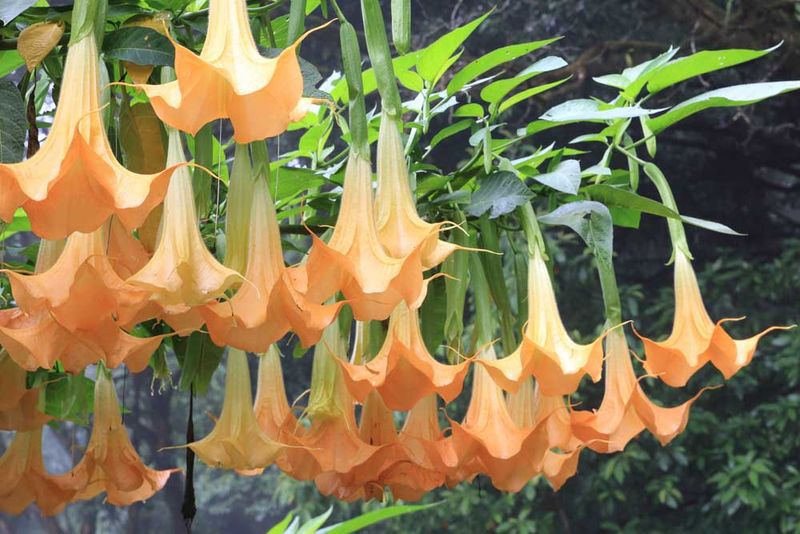 The Fragrant Flowers Hide A Serious Risk The Fragrant Flowers Hide A Serious Risk