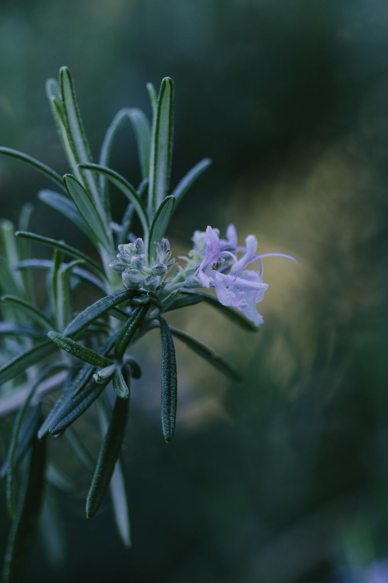 The Fragrant Ground Cover Hiding In Plain Sight