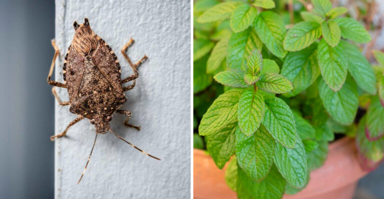 The Fragrant Porch Herb That May Make Your Pennsylvania Entry Less Appealing To Stink Bugs