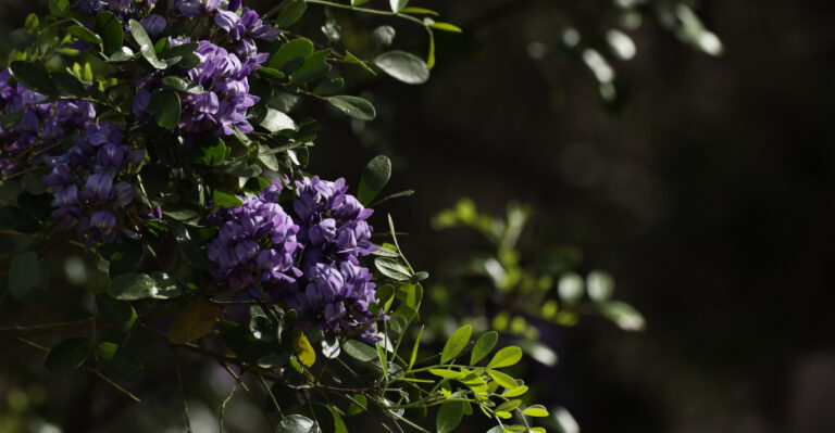 tree (featured image)