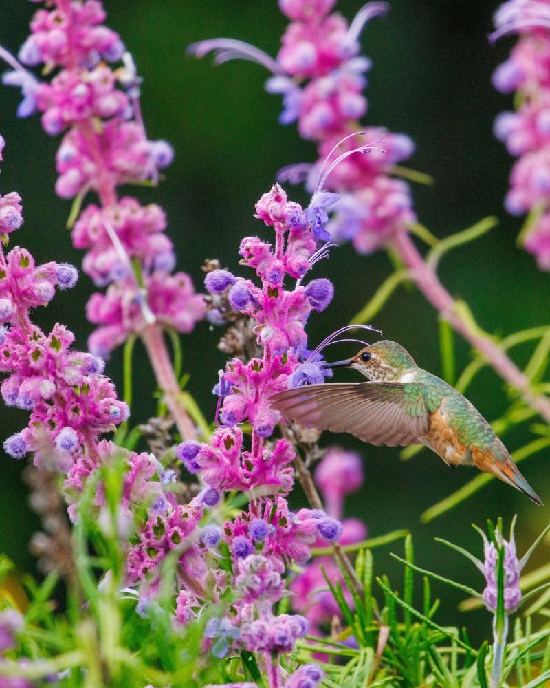 The Fresh Lantana Alternative The Fresh Lantana Alternative