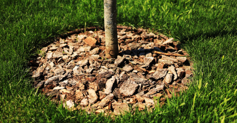 The Fruit Tree Mulch Ring Mistake California Gardeners Should Fix Now