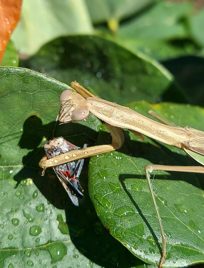 The Full Diet Of A Praying Mantis
