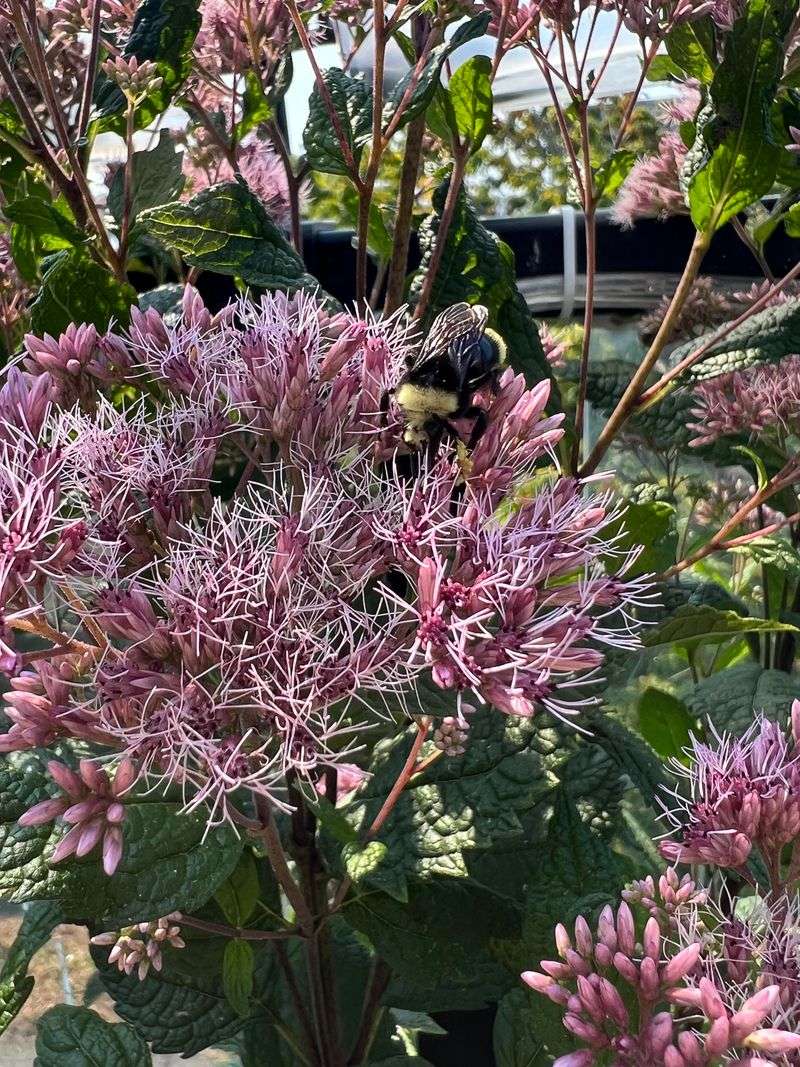 The Garden May Need More Late Summer Native Flowers The Garden May Need More Late Summer Native Flowers