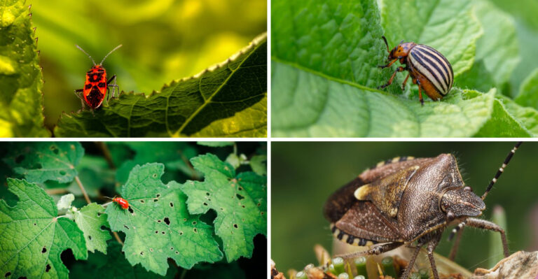 The Garden Pests Virginia Gardeners Should Tackle In July, While They’re Still Manageable