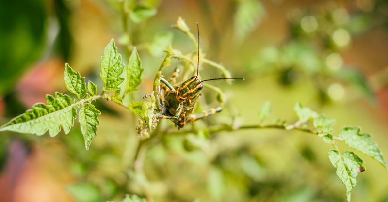 The Garden Problem Everyone Blames On Bugs The Garden Problem Everyone Blames On Bugs