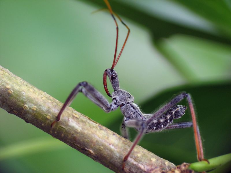 The Gear-Shaped Crest Makes Them Easy To Identify The Gear-Shaped Crest Makes Them Easy To Identify