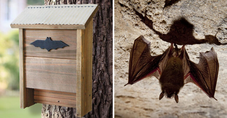 The Georgia Backyard Features That Attract Bats On Summer Nights