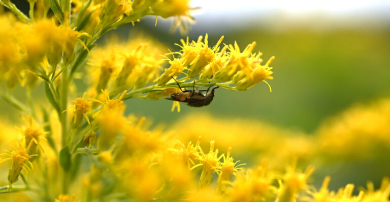 plant (featured image)