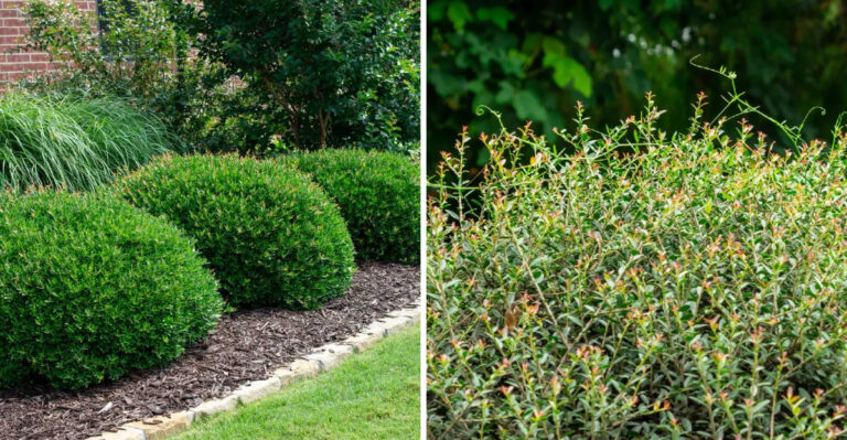 The Georgia Foundation Shrub That Needs Less Trimming Than Most Popular Choices