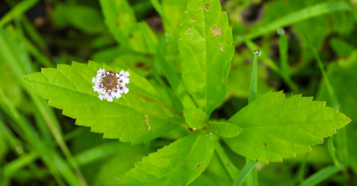 plant (featured image)