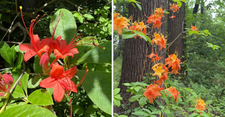 The Georgia Native Azalea That Keeps Blooming Through August