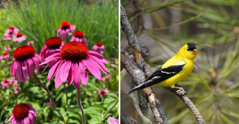The Georgia Native Flower That Brings More Goldfinches To Your Yard