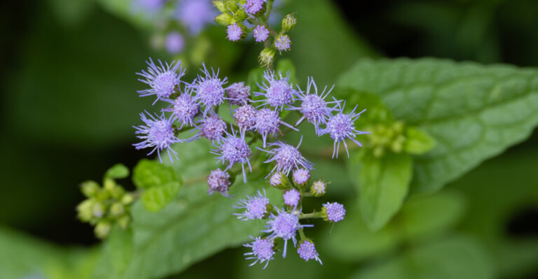 plant (featured image)