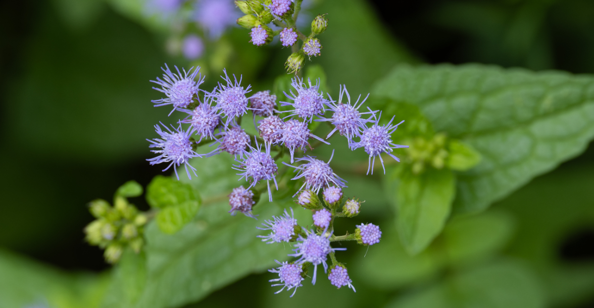 plant (featured image)