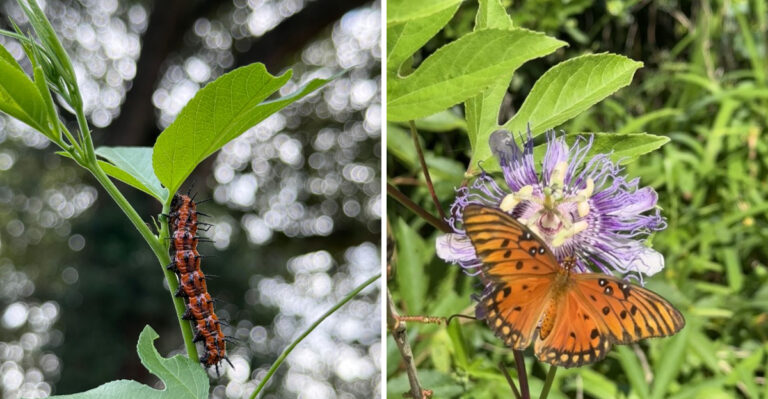 The Georgia Native Vine That Gulf Fritillary Butterflies Depend On