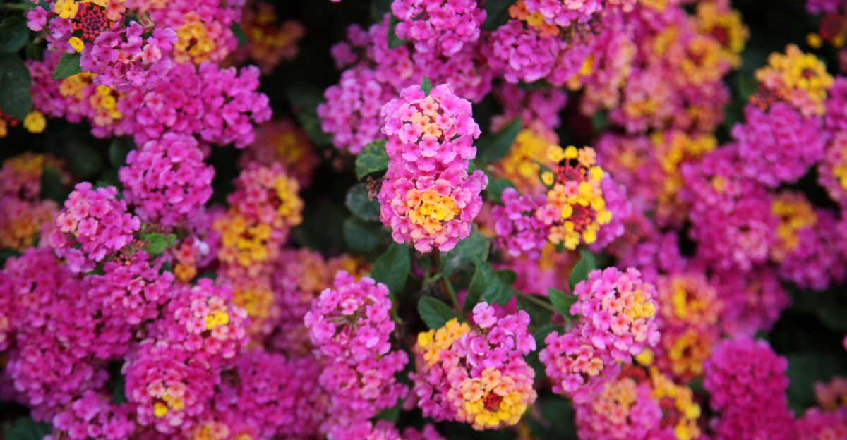 lantana (featured image)