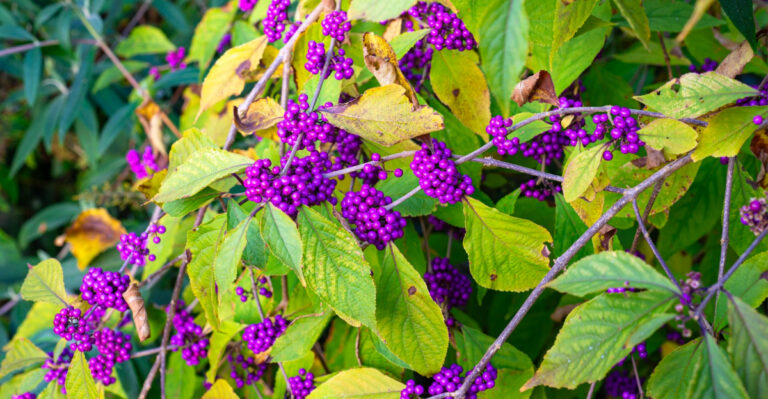 The Georgia Shrubs That Need Very Little Summer Care Once Established