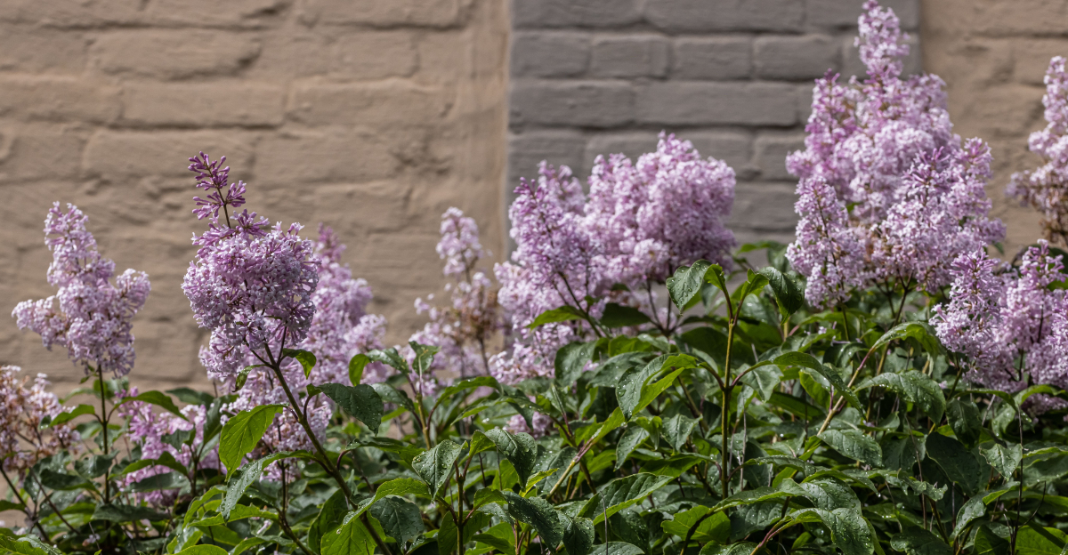 plant (featured image)