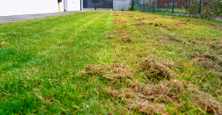 lawn (featured image)