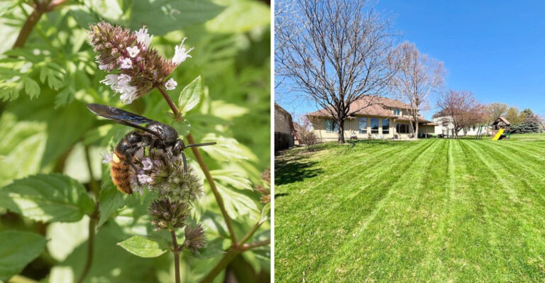 The Georgia Wasp Most Homeowners Mistake For A Dangerous Lawn Pest