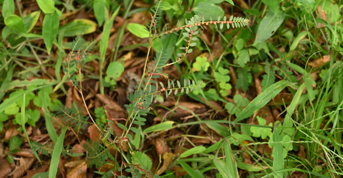 plant (featured image)
