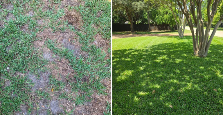 The Georgia Weed That Spreads Faster After Summer Rain