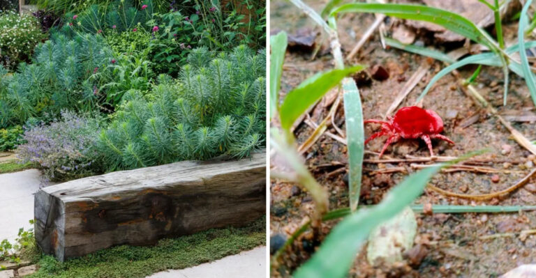 The Georgia Yard Conditions That Attract Chiggers In Summer