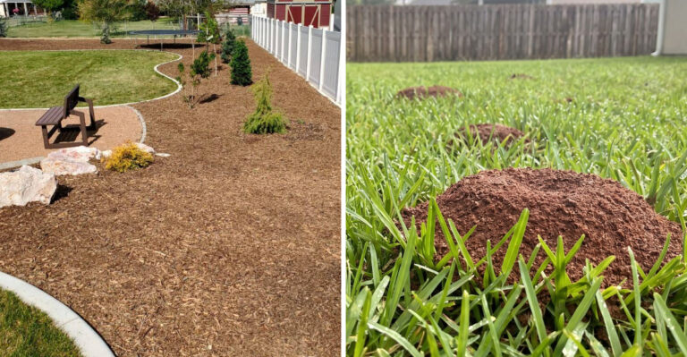 The Georgia Yard Conditions That Attract Fire Ant Colonies