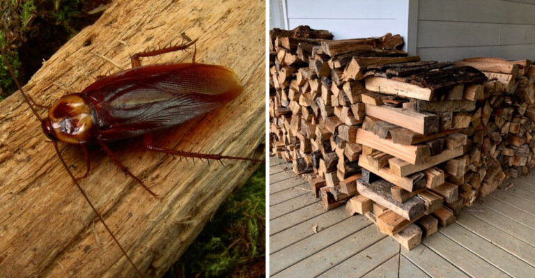 The Georgia Yard Features That Bring Roaches Closer To The House Every Night