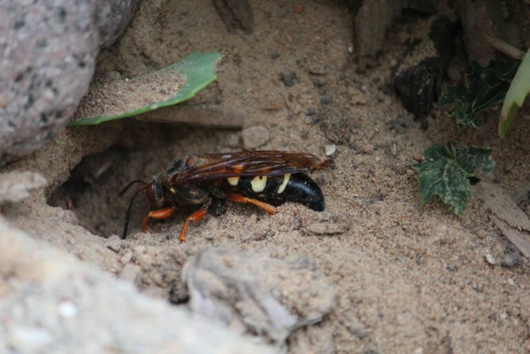 cicada wasp