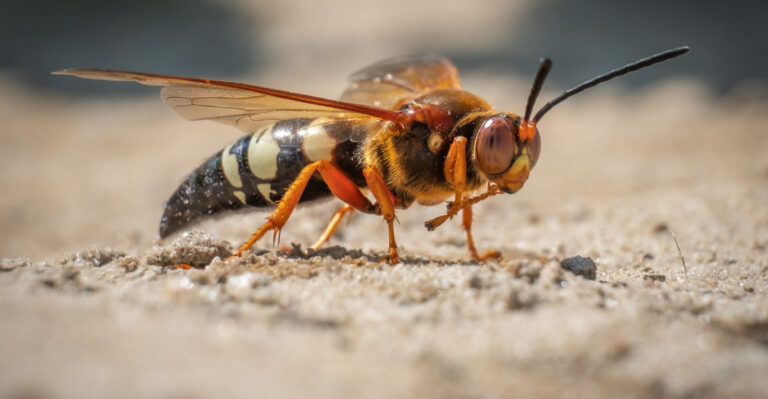 cicada wasp