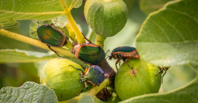 The Green Beetles Ruining Texas Fig Harvests This July And What Actually Stops Them
