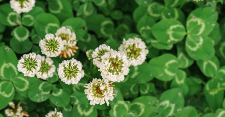 The Ground-Level Oregon Plants That Prevent Weeds Around Fruit Trees Without Competing