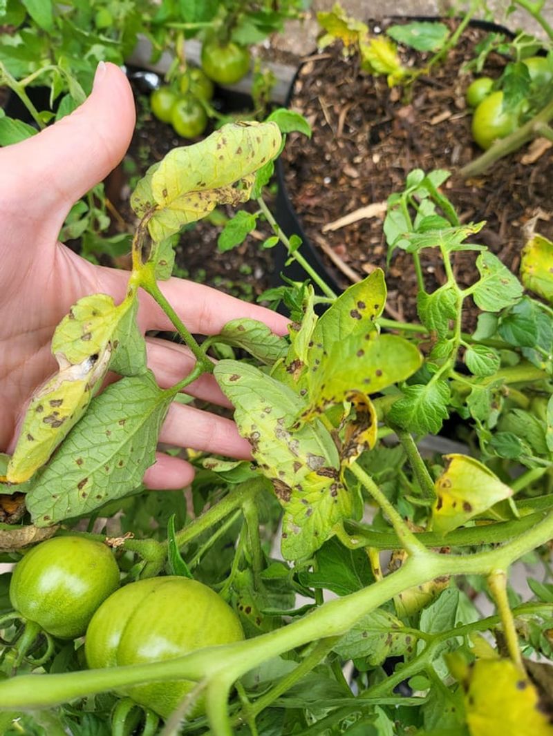 The Habit Is Prompt Removal Of Diseased Tomato Material The Habit Is Prompt Removal Of Diseased Tomato Material
