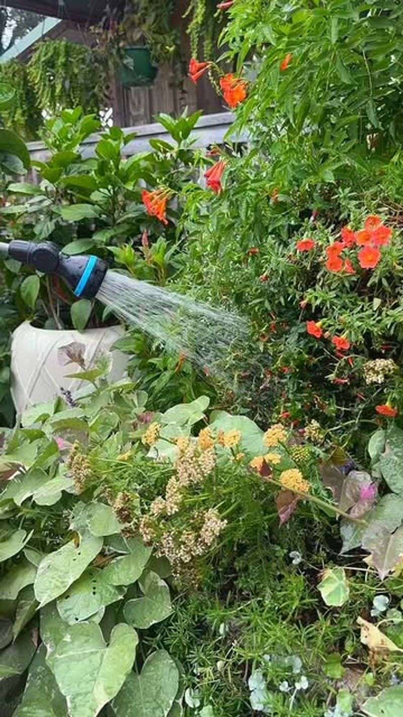 The Habit Is Watering Leaves Late In The Day