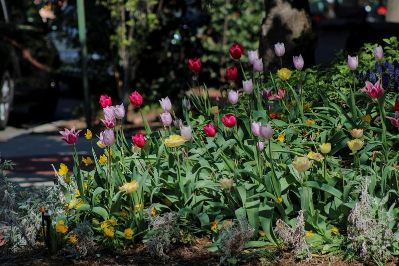 The Habit Quietly Weakening Massachusetts Flower Beds The Habit Quietly Weakening Massachusetts Flower Beds