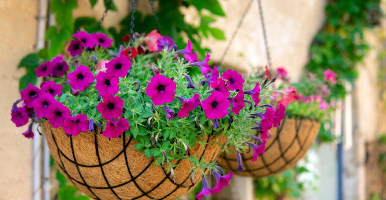 The Hanging Basket Mistake Oregon Gardeners Make After The First Heat Wave
