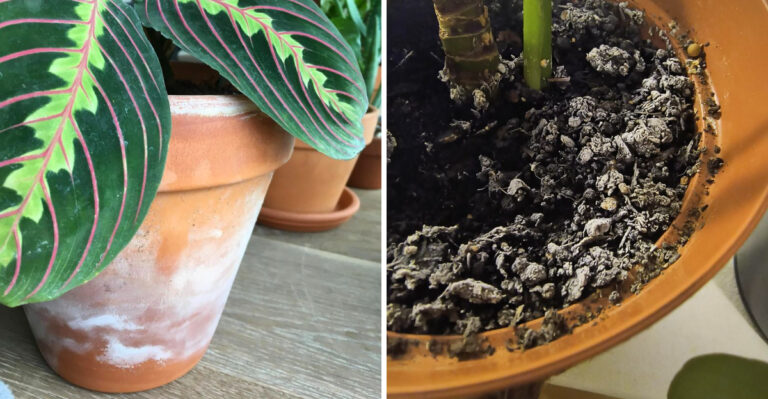 The Hard-Water Clue Michigan Container Gardeners See On Pots Before Plants Struggle