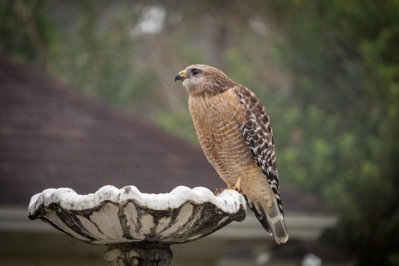 The Hawk Is Reading More Than Your Yard